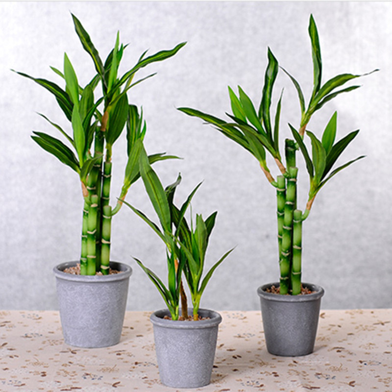 New 40cm rFtificial Lucky Bamb - Echeveria Succulent บทวิจารณ์และราคา