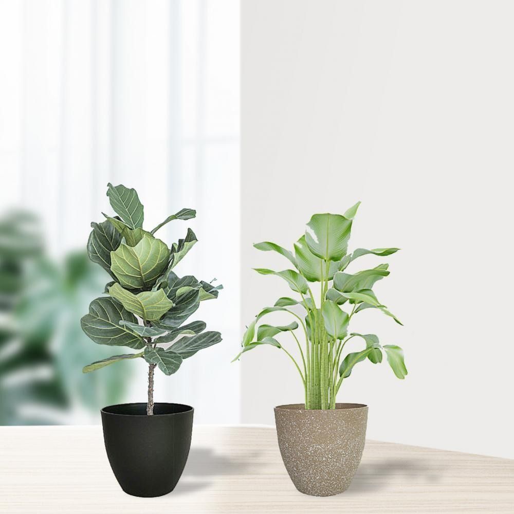 Frosted Imitation Stone Flower - Aloe Vera Pot บทวิจารณ์และราคา