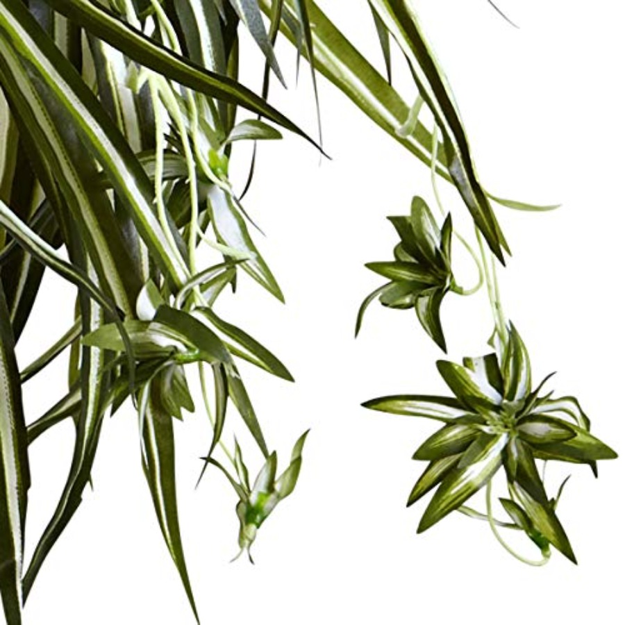 Spider Plant Hanging Basket fo - Spider Plant Hanging บทวิจารณ์และราคา