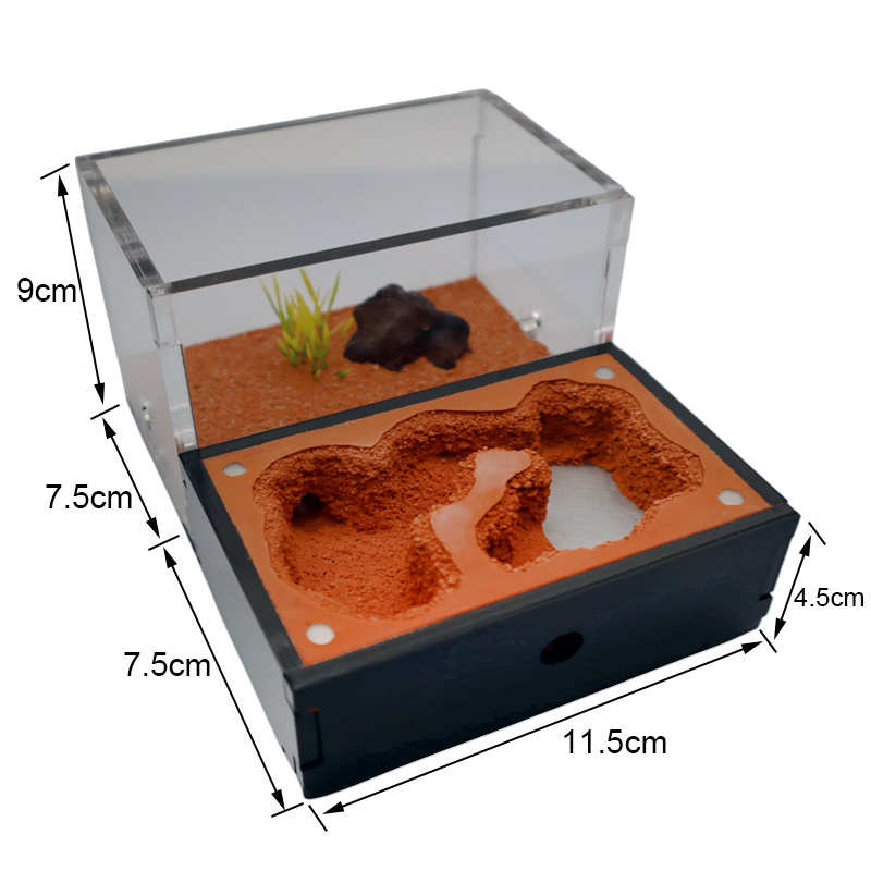 Yellow Soil Ant Farm with Exte - Begonia Rex บทวิจารณ์และราคา