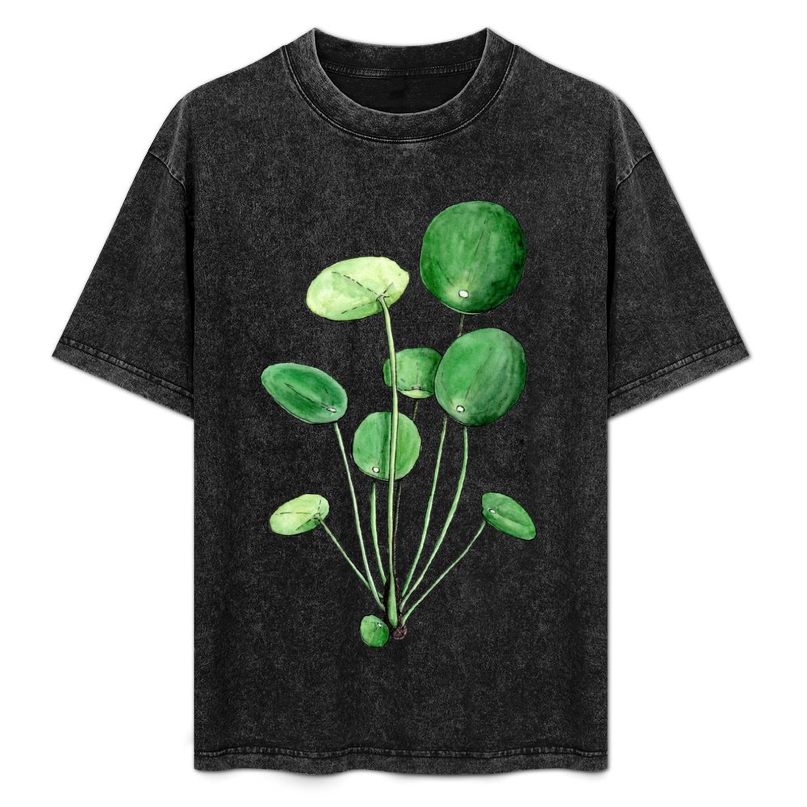 Pilea Peperomioides - Watercol - Pilea Peperomioides บทวิจารณ์และราคา