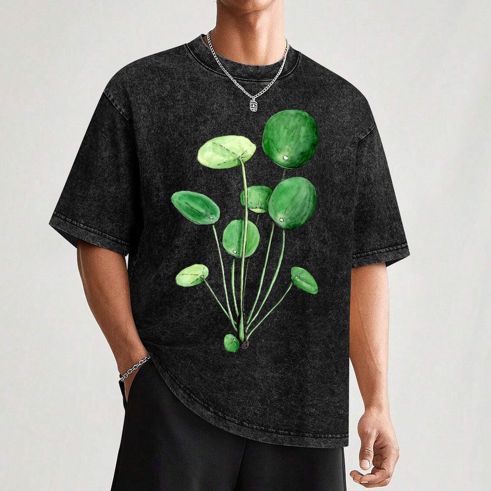 Pilea Peperomioides - Watercol - Pilea Peperomioides บทวิจารณ์และราคา