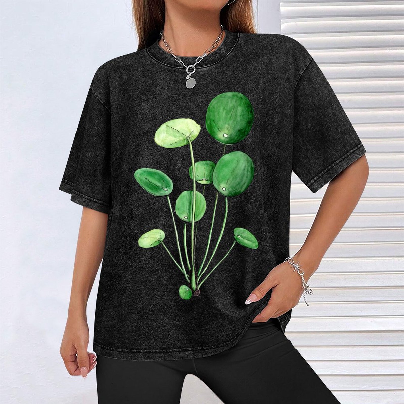 Pilea Peperomioides - Watercol - Pilea Peperomioides บทวิจารณ์และราคา