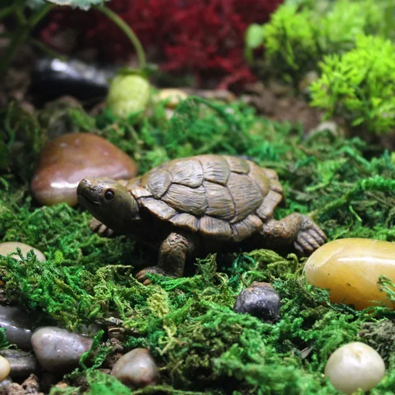 Simulation of Small Turtle Res - Echeveria Succulent บทวิจารณ์และราคา