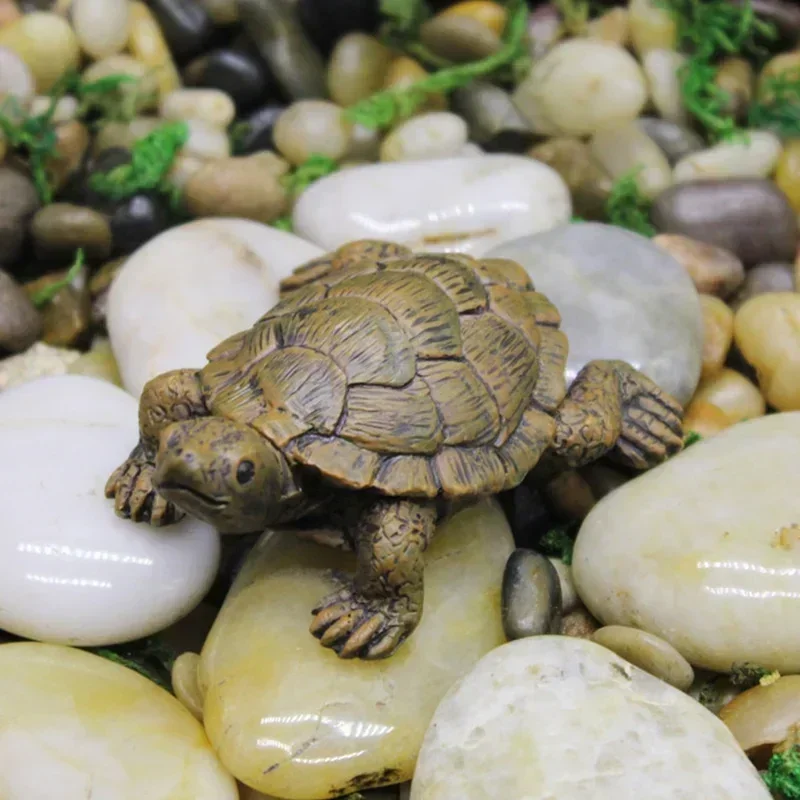 Simulation of Small Turtle Res - Echeveria Succulent บทวิจารณ์และราคา