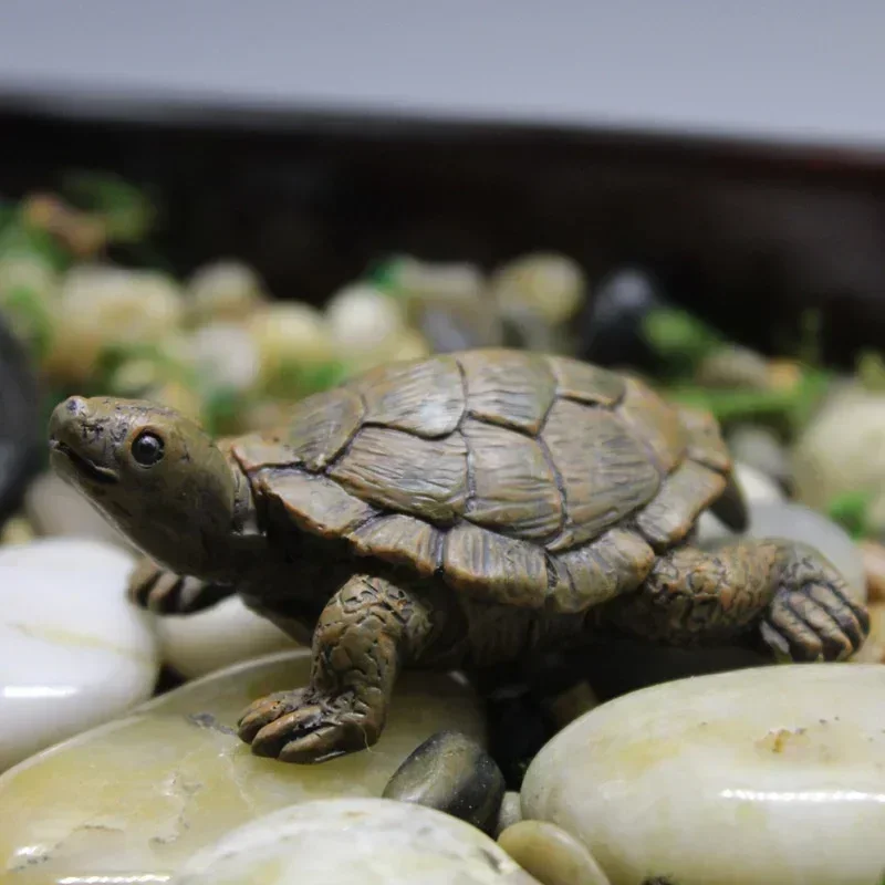 Simulation of Small Turtle Res - Echeveria Succulent บทวิจารณ์และราคา