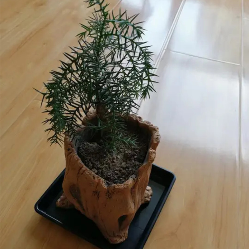 Imitation Wooden Stakes Tree R - Echeveria Succulent บทวิจารณ์และราคา