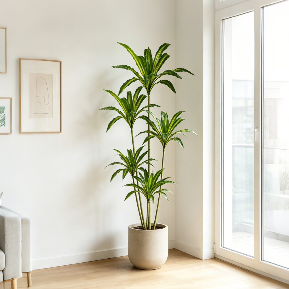 80-165cm Large Artifcial Draca - Dracaena Marginata บทวิจารณ์และราคา