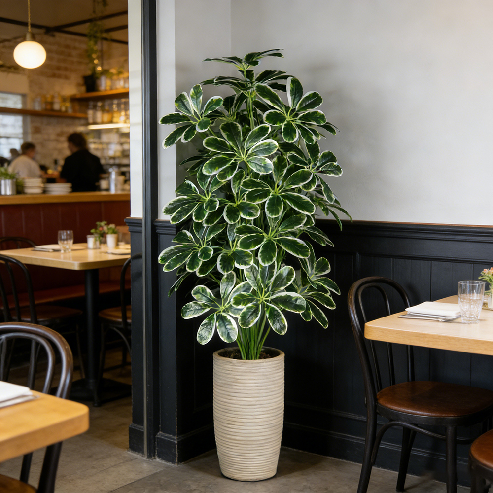50-75cm Artifficial Maranta Pl - Dracaena Marginata บทวิจารณ์และราคา