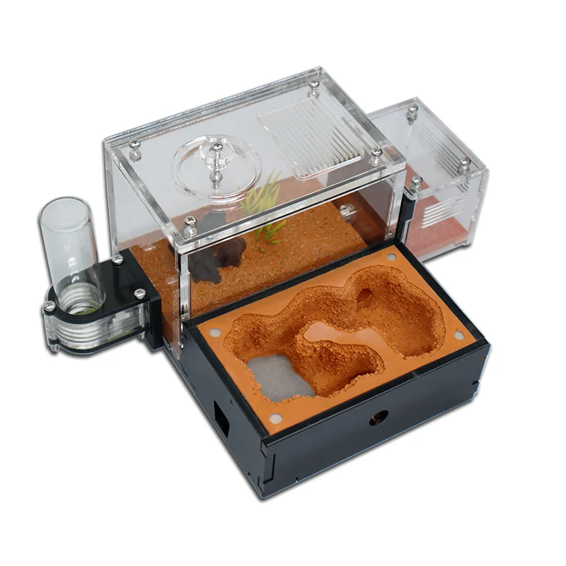 Yellow Soil Ant Farm with Exte - Begonia Rex บทวิจารณ์และราคา