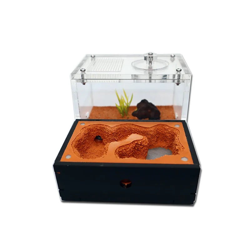 Yellow Soil Ant Farm with Exte - Begonia Rex บทวิจารณ์และราคา