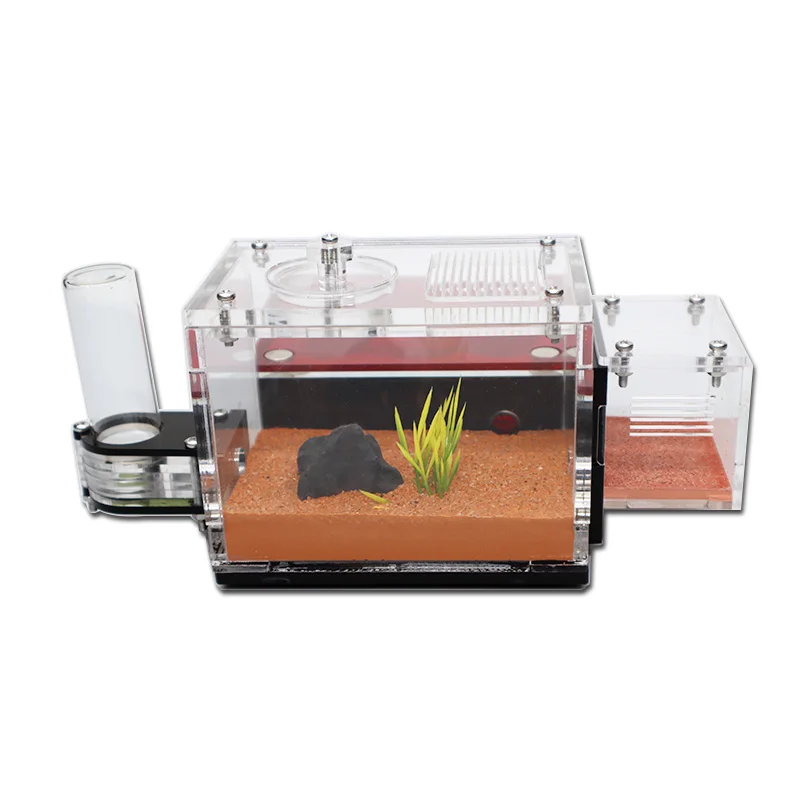 Yellow Soil Ant Farm with Exte - Begonia Rex บทวิจารณ์และราคา