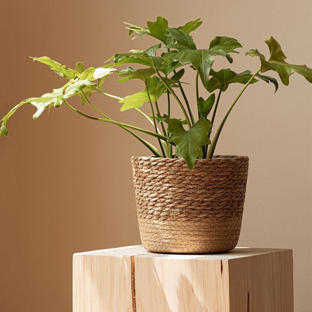 Straw Weaving Flower Plant Pot - Aloe Vera Pot บทวิจารณ์และราคา