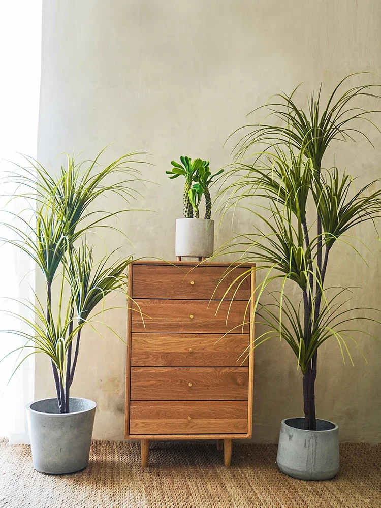 Simulation Plant Dracaena Marg - Dracaena Marginata บทวิจารณ์และราคา