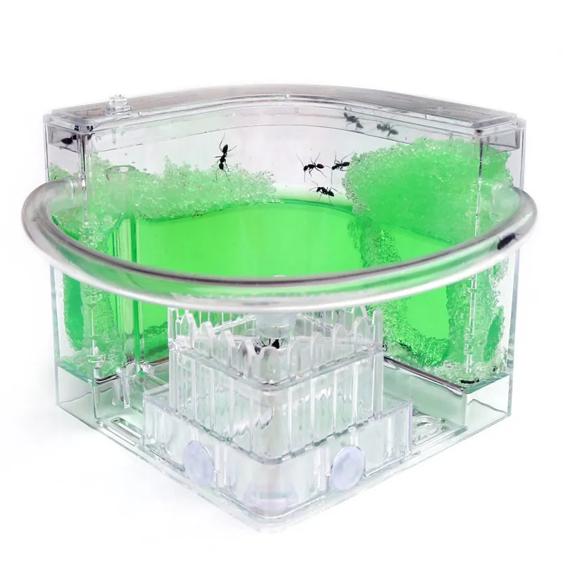 Ant Workshop Roller Coaster Ec - Begonia Rex บทวิจารณ์และราคา
