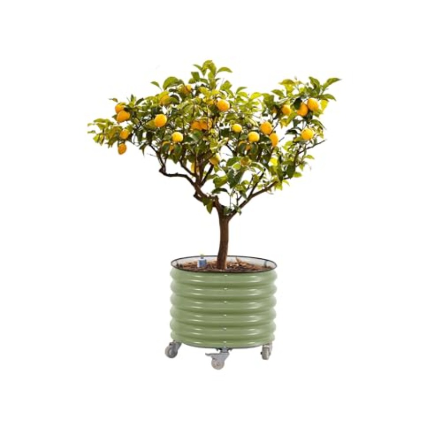 Self-Watering Rolling Metal Ci - Aloe Vera Pot บทวิจารณ์และราคา